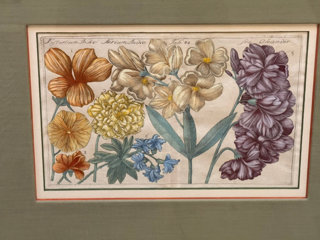 Four Framed Botanical Engravings, 18th Century