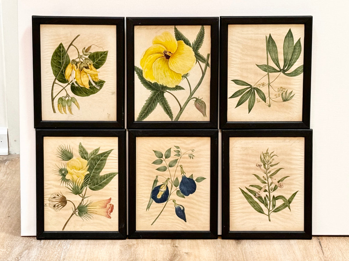 Eighteen Framed English Botanical Watercolor Illustrations