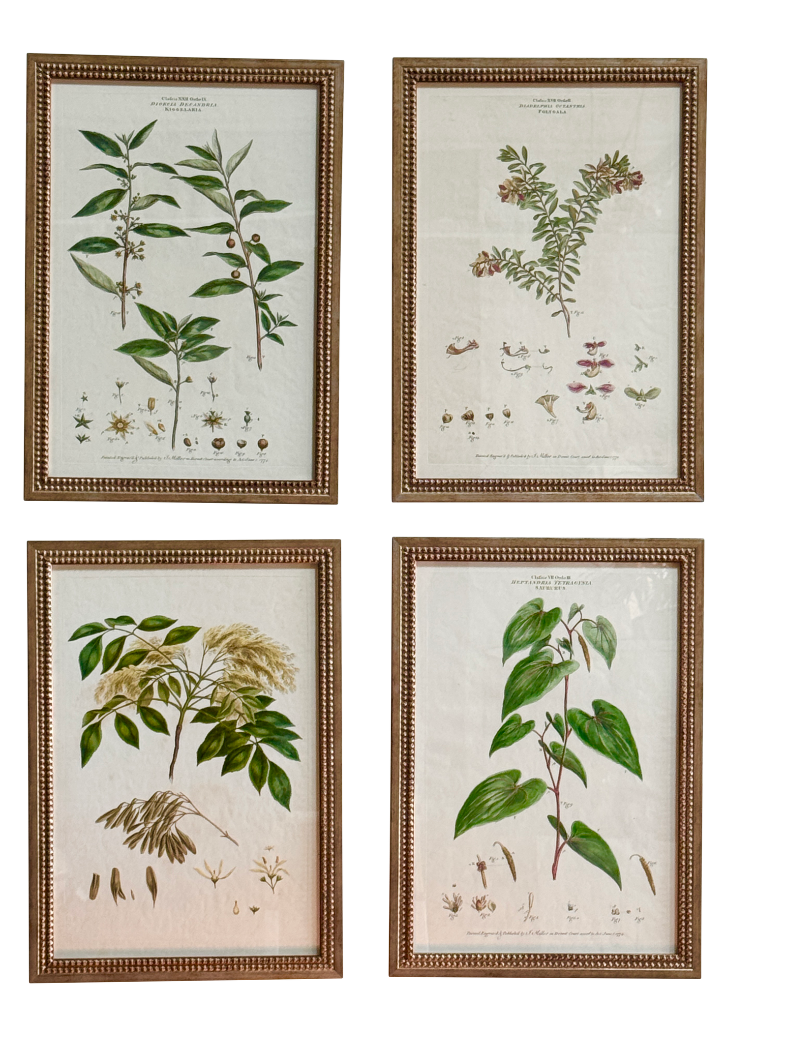 Set of Four Botanical Engravings, London, 1774 Miller