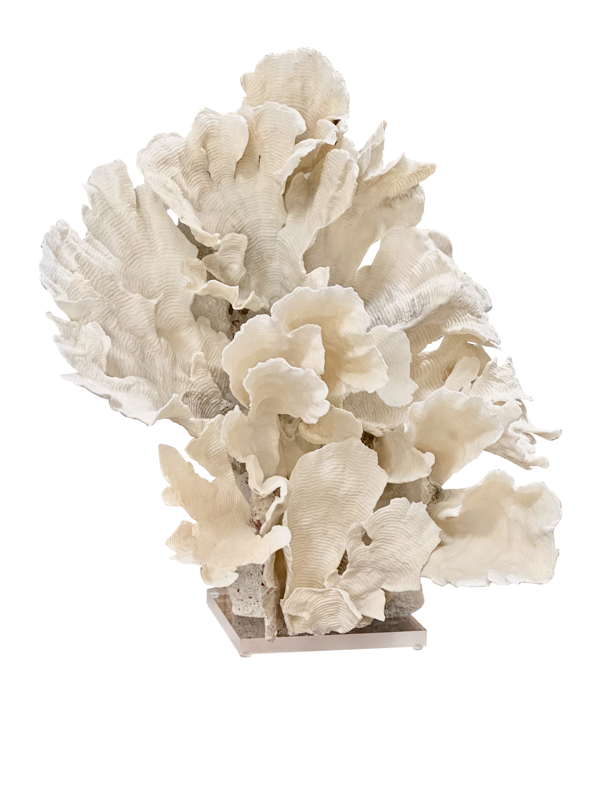 Large White Coral Sculpture