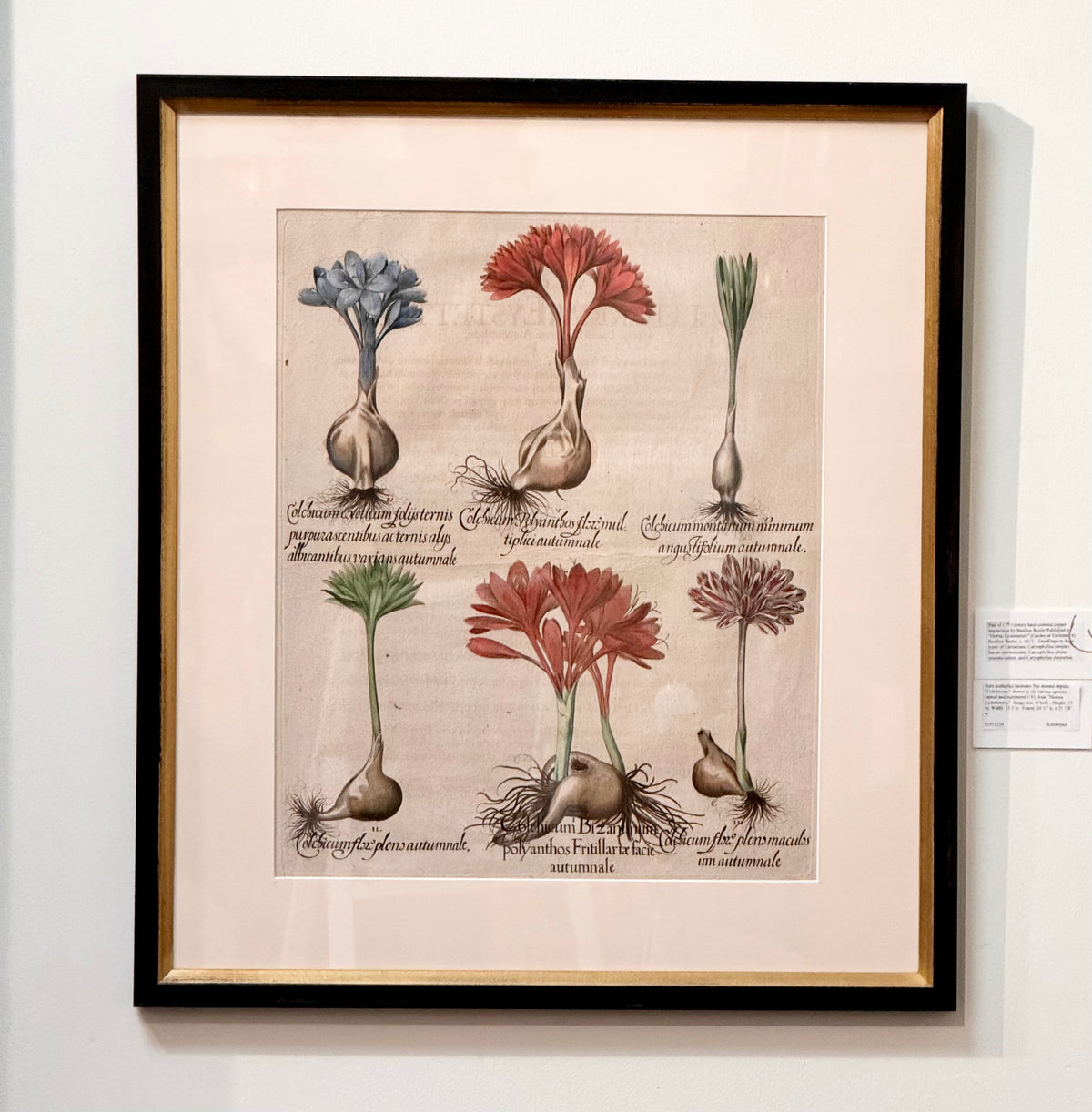 Pair of hand-colored 17th Century engravings by Basilius Besler