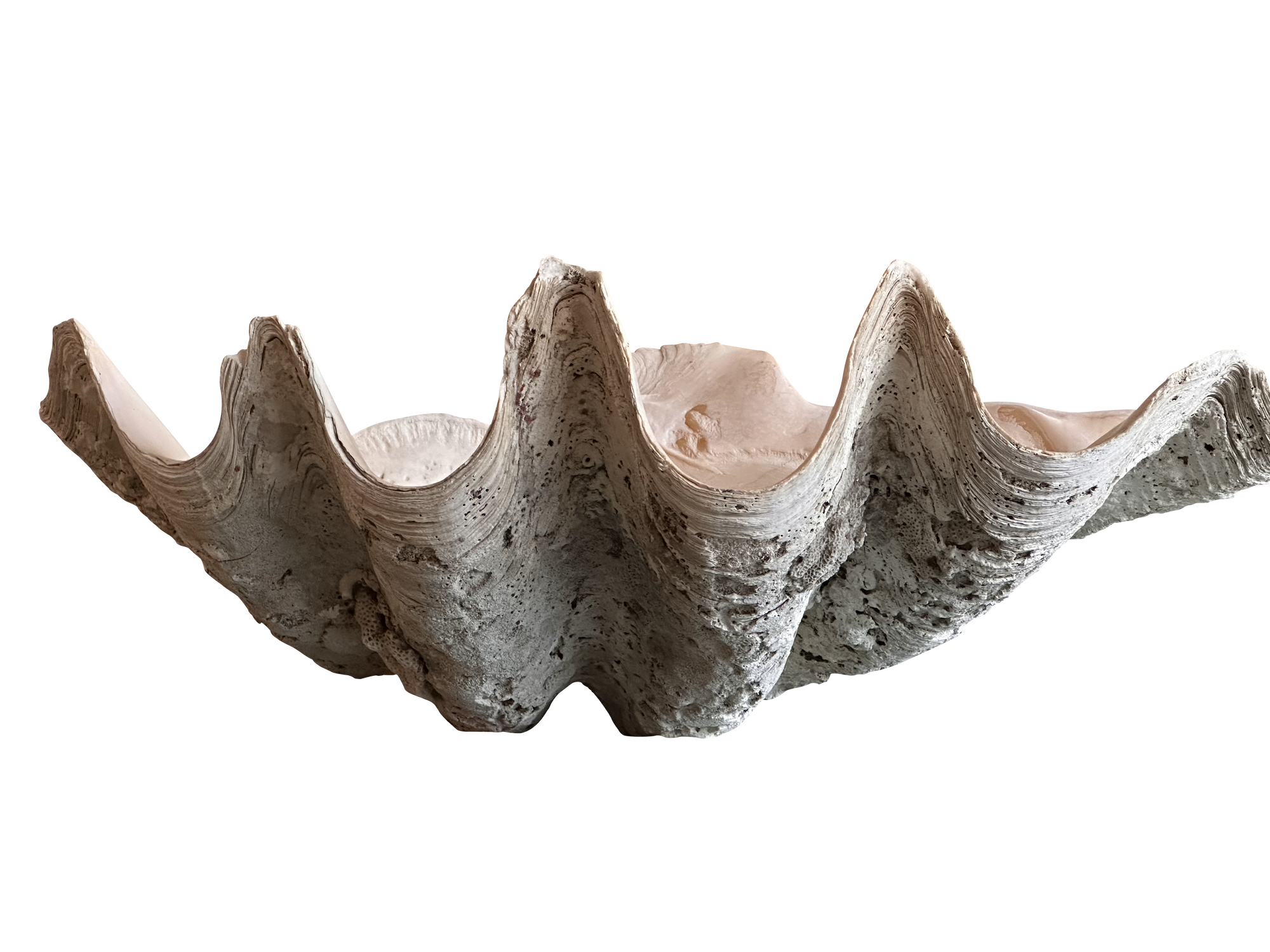 Large Antique 'Tridacna Gigas' 'Giant Clam' Shell, Pacific Ocean