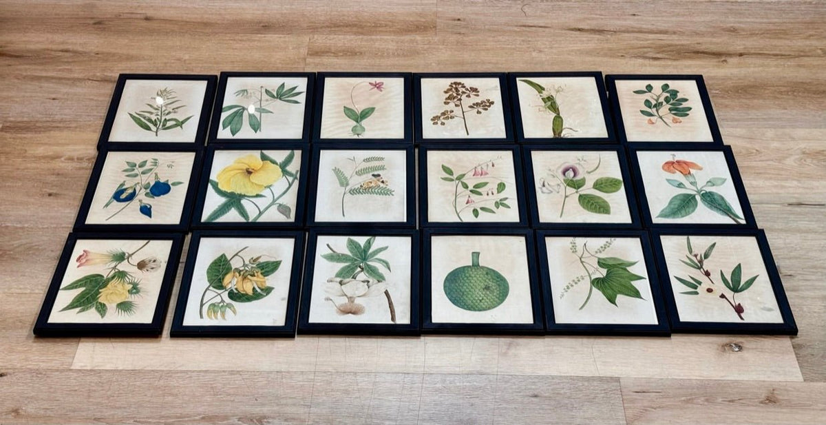 Eighteen Framed English Botanical Watercolor Illustrations - Helen Storey Antiques