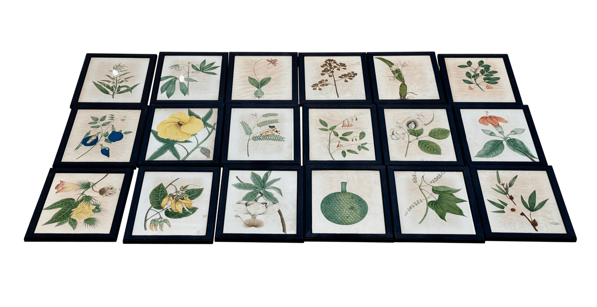 Eighteen Framed English Botanical Watercolor Illustrations - Helen Storey Antiques