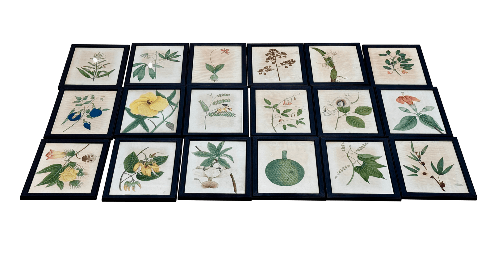 Eighteen Framed English Botanical Watercolor Illustrations