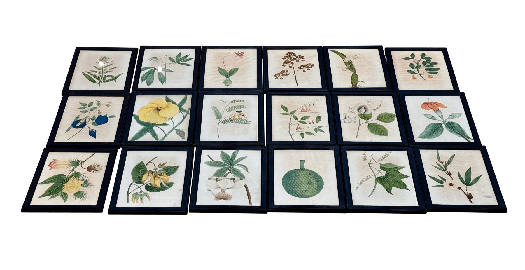 Eighteen Framed English Botanical Watercolor Illustrations