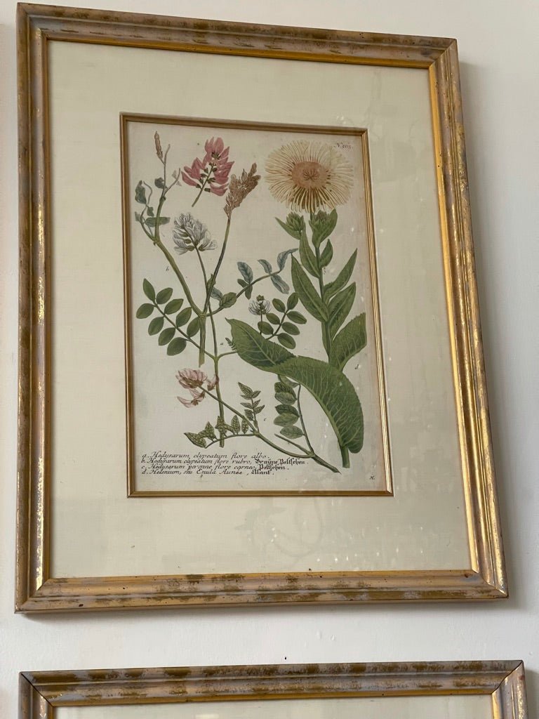 FOUR 18TH CENTURY HAND - COLORED BOTANICALS BY JOHAN WEINMANN - Helen Storey Antiques