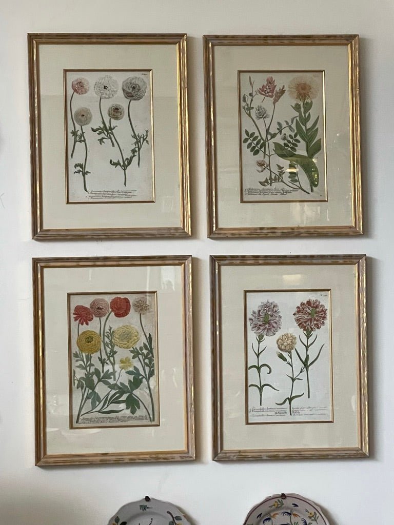 FOUR 18TH CENTURY HAND - COLORED BOTANICALS BY JOHAN WEINMANN - Helen Storey Antiques