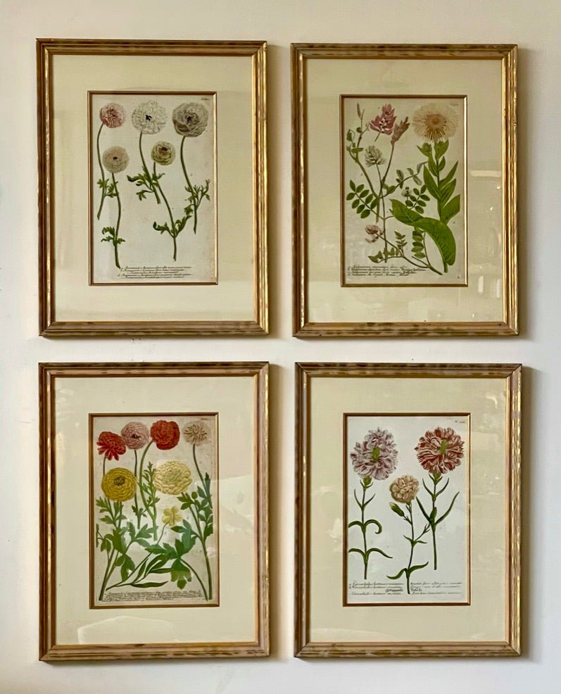 FOUR 18TH CENTURY HAND - COLORED BOTANICALS BY JOHAN WEINMANN - Helen Storey Antiques