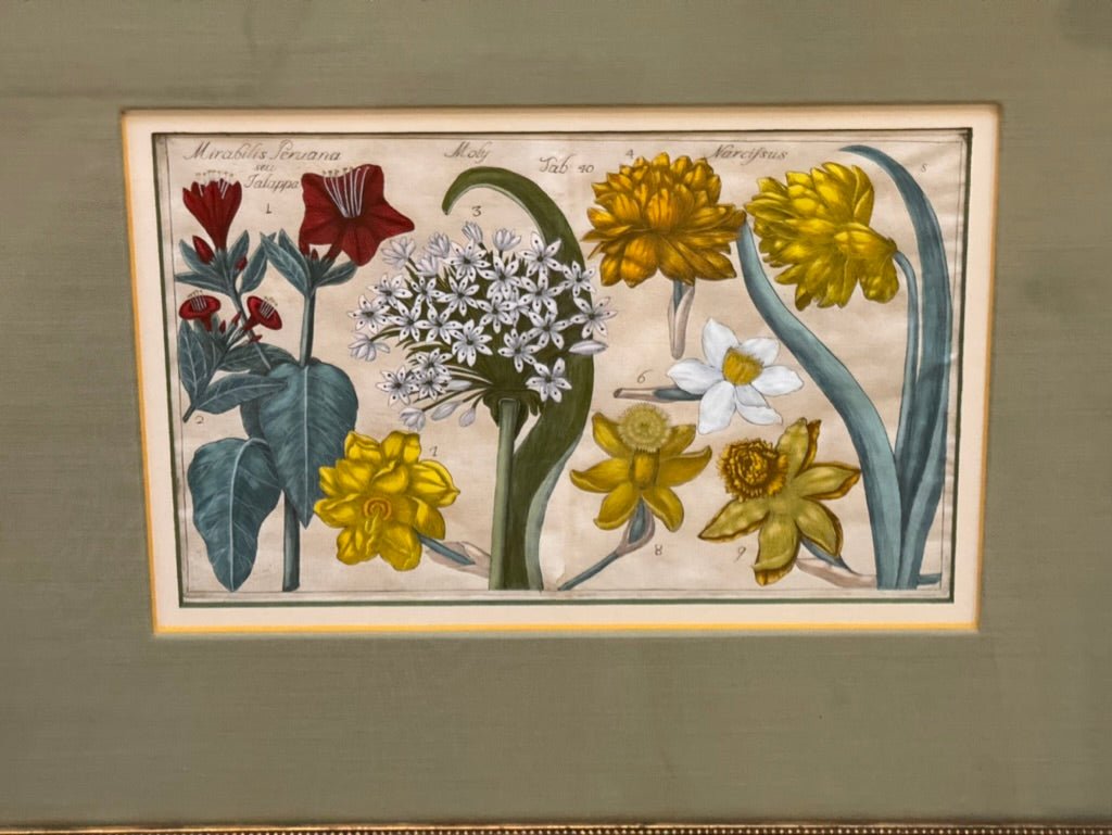 Four Framed Botanical Engravings, 18th Century - Helen Storey Antiques