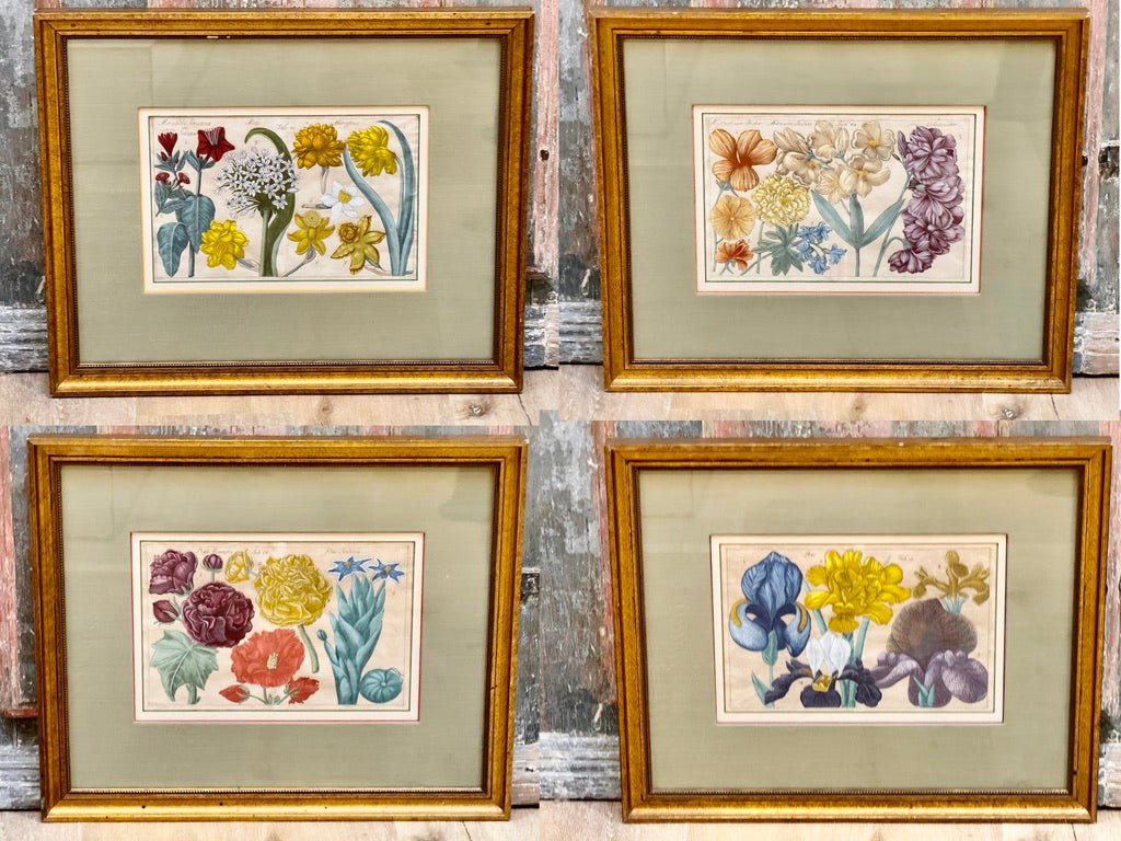 Four Framed Botanical Engravings, 18th Century - Helen Storey Antiques