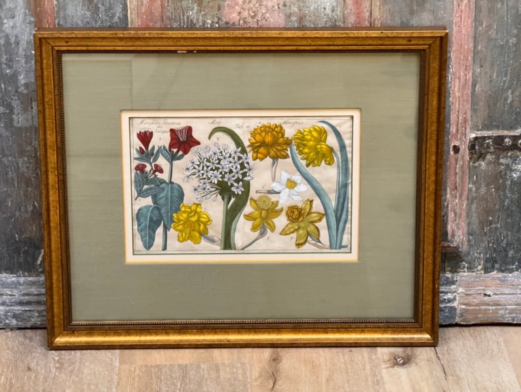 Four Framed Botanical Engravings, 18th Century - Helen Storey Antiques