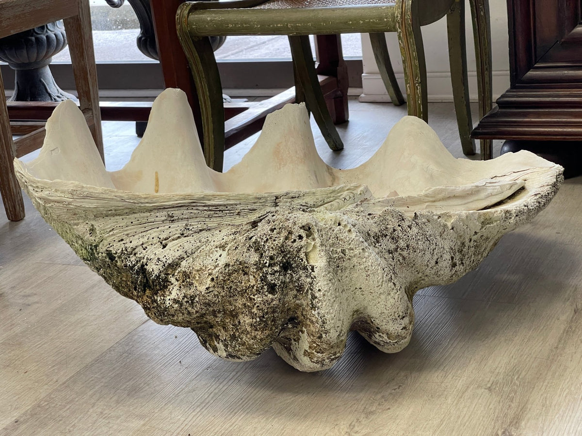 Giant Clam Shell, 33&quot; wide - Helen Storey Antiques