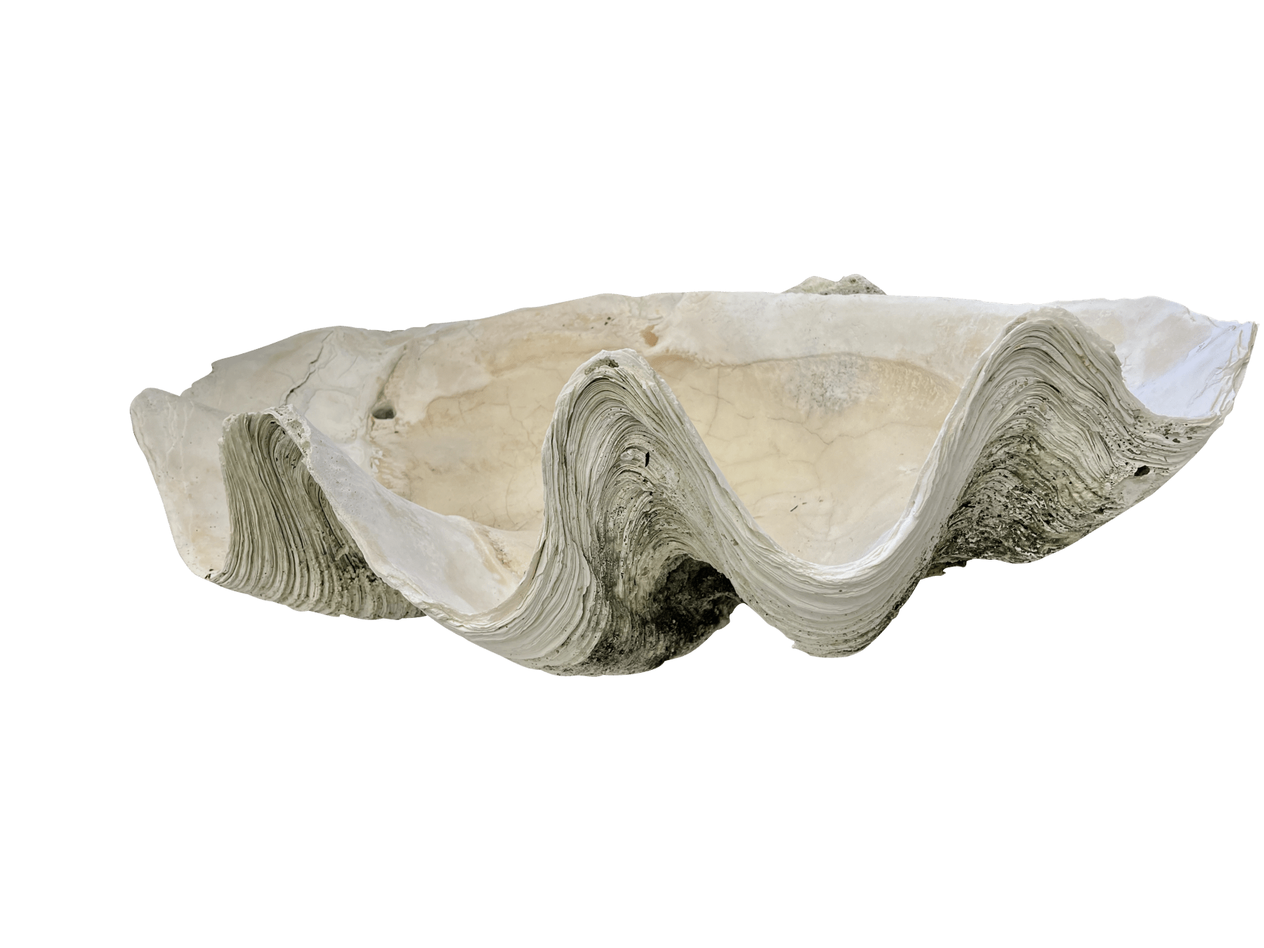 Giant Clam Shell, 33" wide