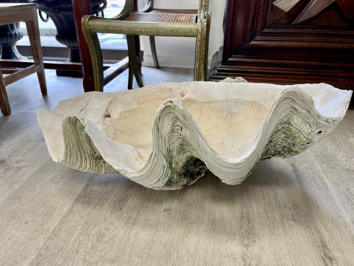 Giant Clam Shell, 33&quot; wide - Helen Storey Antiques