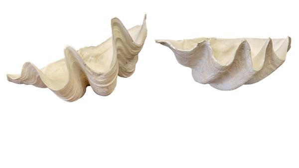 GIANT CLAM SHELLS