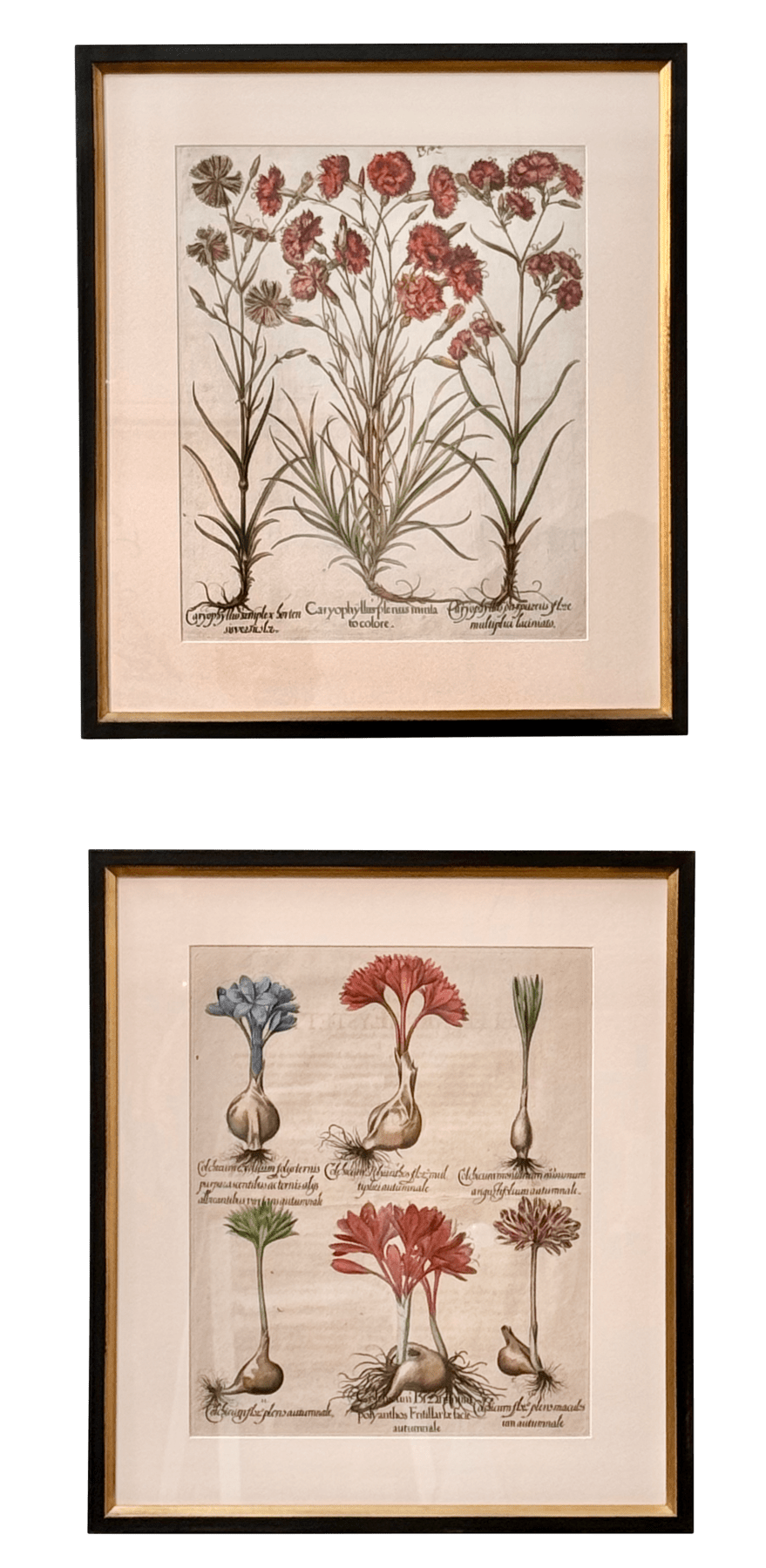 Pair of hand-colored 17th Century engravings by Basilius Besler