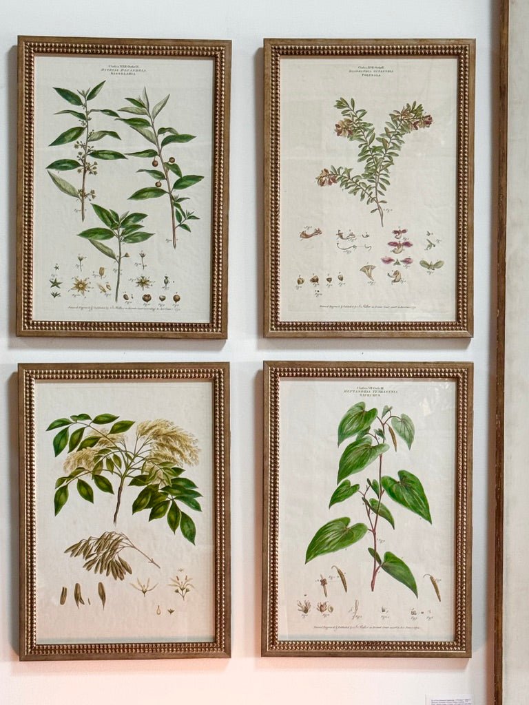 Set of Four Botanical Engravings, London, 1774 Miller - Helen Storey Antiques