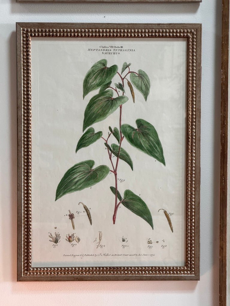 Set of Four Botanical Engravings, London, 1774 Miller - Helen Storey Antiques