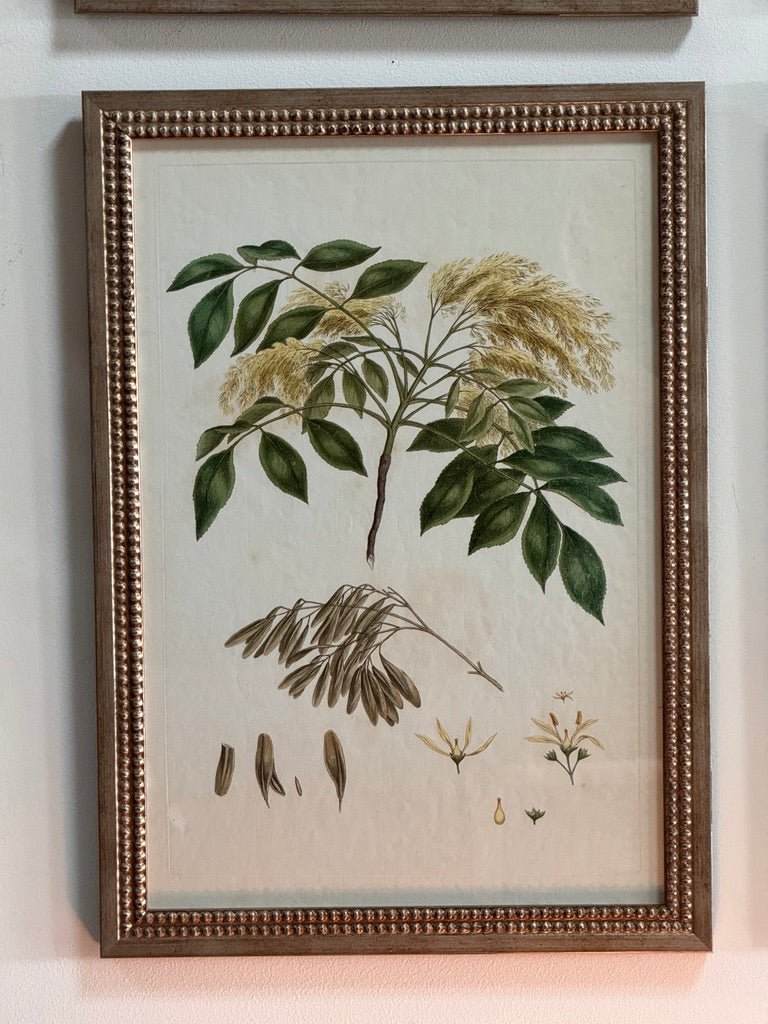 Set of Four Botanical Engravings, London, 1774 Miller - Helen Storey Antiques