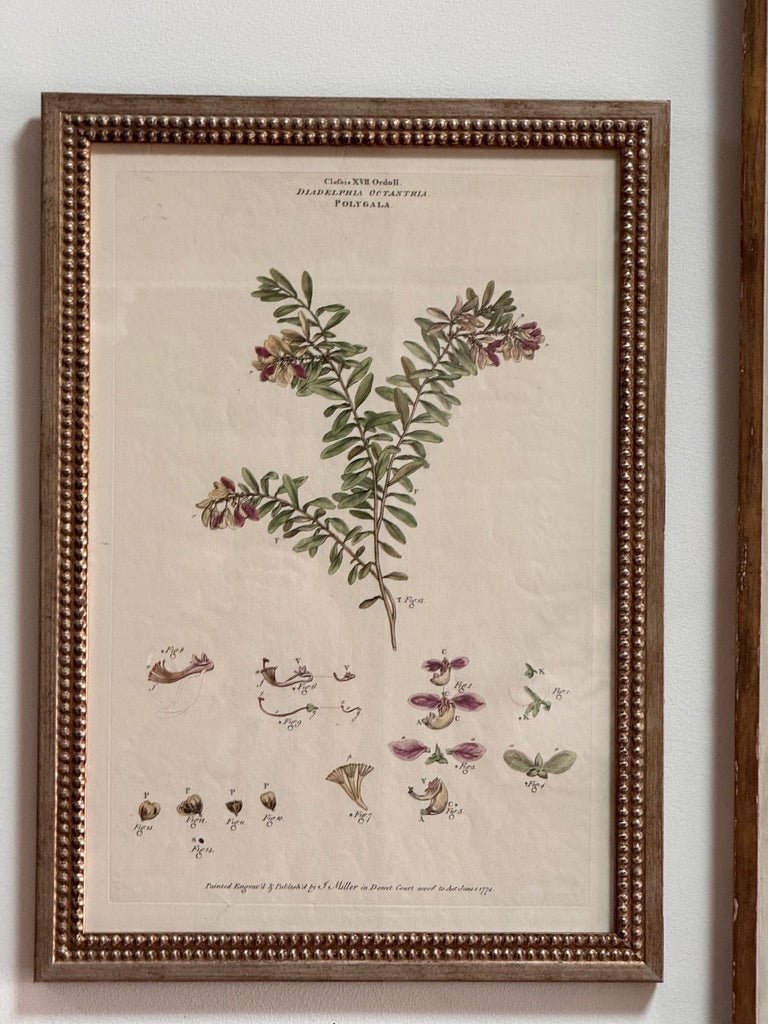 Set of Four Botanical Engravings, London, 1774 Miller - Helen Storey Antiques