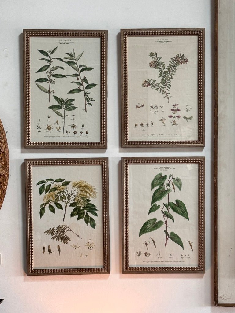 Set of Four Botanical Engravings, London, 1774 Miller - Helen Storey Antiques