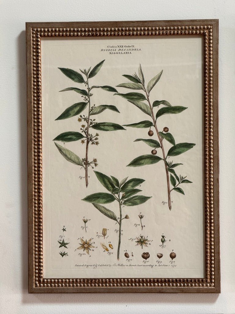 Set of Four Botanical Engravings, London, 1774 Miller - Helen Storey Antiques