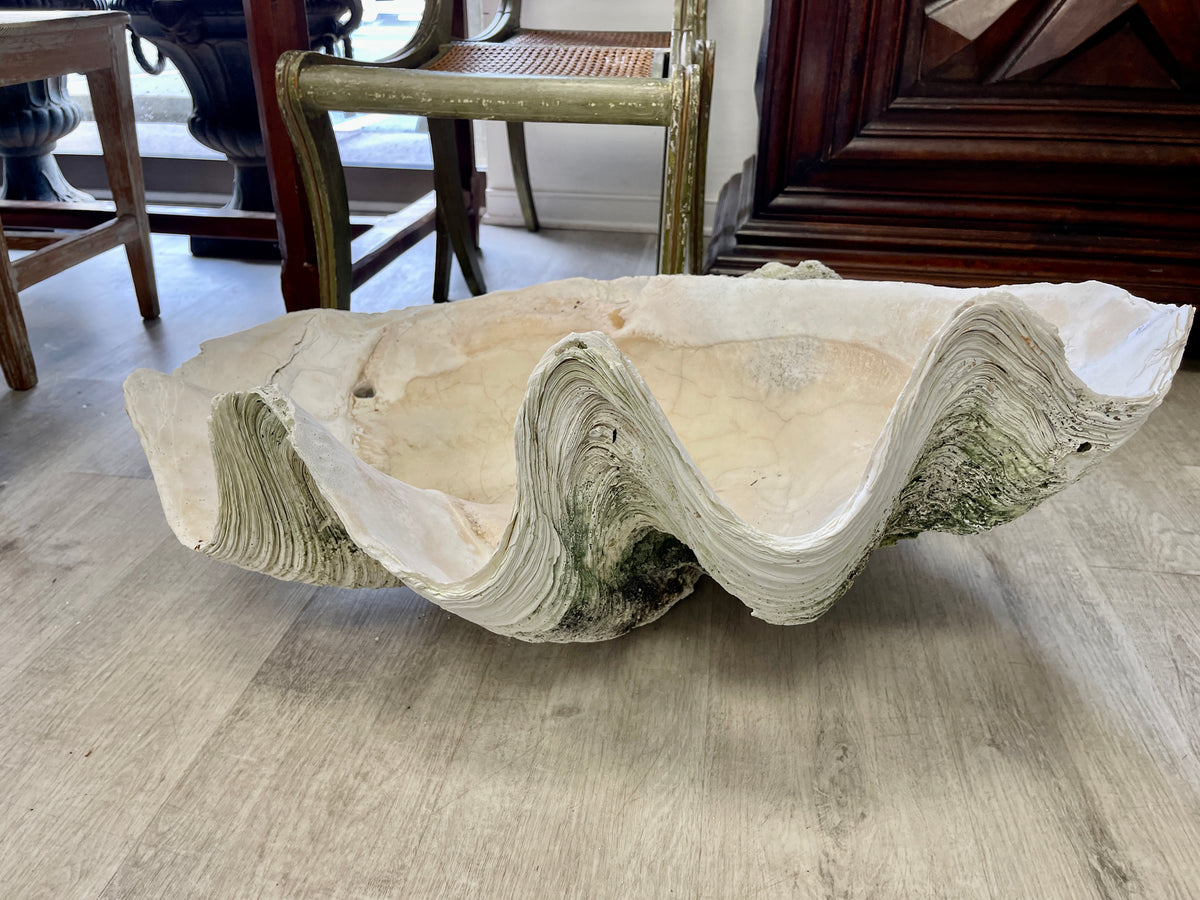 Giant Clam Shell, 33&quot; wide