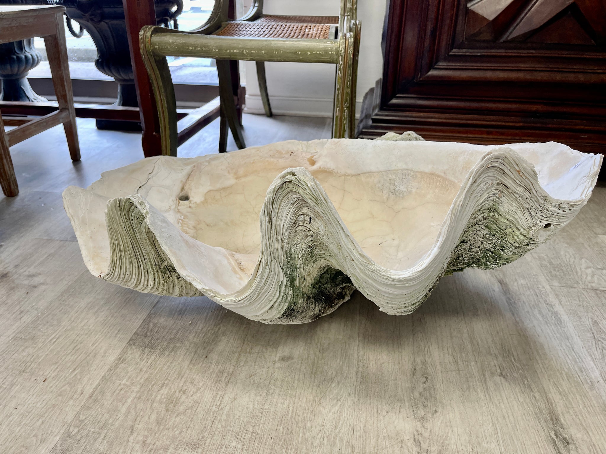 Antique 19th Century Giant Clam Shell - UK Architectural Heritage
